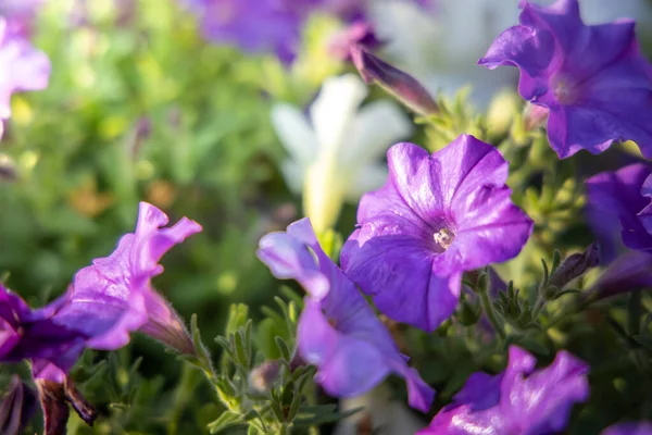 The background image of the colorful flowers — Stock Photo, Image