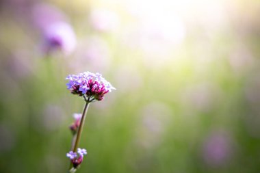 Renkli çiçeklerin arkaplan resmi