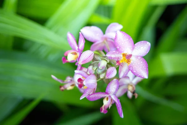 Belle floraison des orchidées dans la forêt — Photo