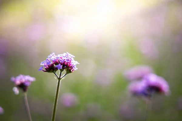 La imagen de fondo de las flores de colores — Foto de Stock