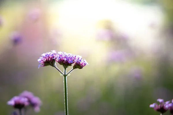 रंगीन फूलों की पृष्ठभूमि छवि — स्टॉक फ़ोटो, इमेज