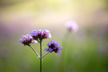 Renkli çiçeklerin arkaplan resmi