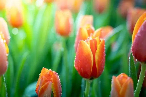 Beau bouquet de tulipes. tulipes colorées. nature arrière-plan — Photo