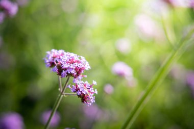 Renkli çiçeklerin arkaplan resmi