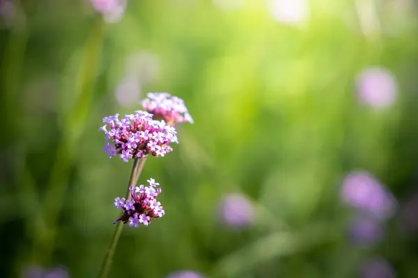 La imagen de fondo de las flores de colores — Foto de Stock