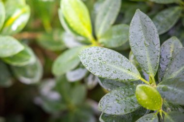 Ormandaki güzel çiçek açan orkide