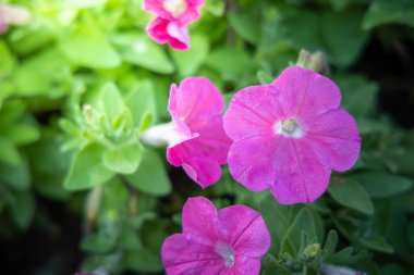 Renkli çiçeklerin arkaplan resmi