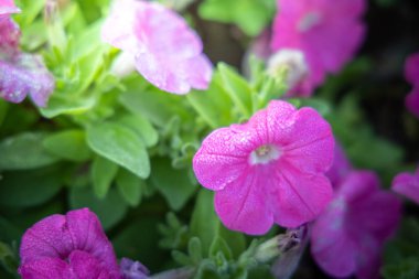 Renkli çiçeklerin arkaplan resmi