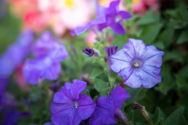 Renkli çiçeklerin arkaplan resmi