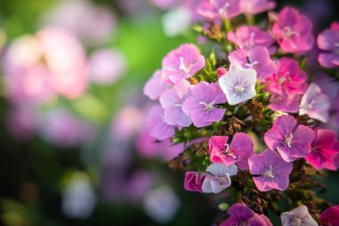 Renkli çiçeklerin arkaplan resmi