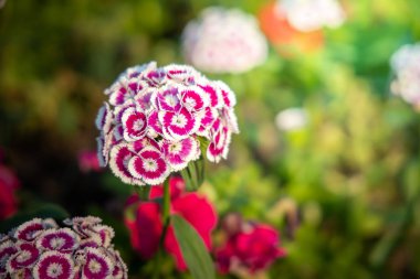 Renkli çiçeklerin arkaplan resmi