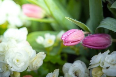 Güzel bir buket lale. Renkli laleler. doğa arkaplanı