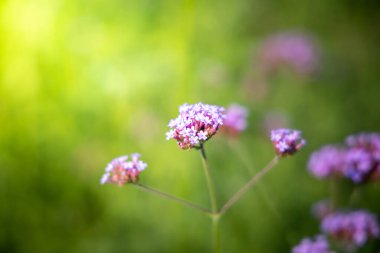 Renkli çiçeklerin arkaplan resmi