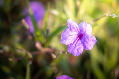 Renkli çiçeklerin arkaplan resmi