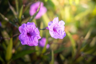 Renkli çiçeklerin arkaplan resmi