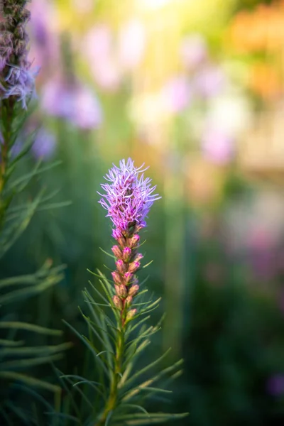 A imagem de fundo das flores coloridas — Fotografia de Stock