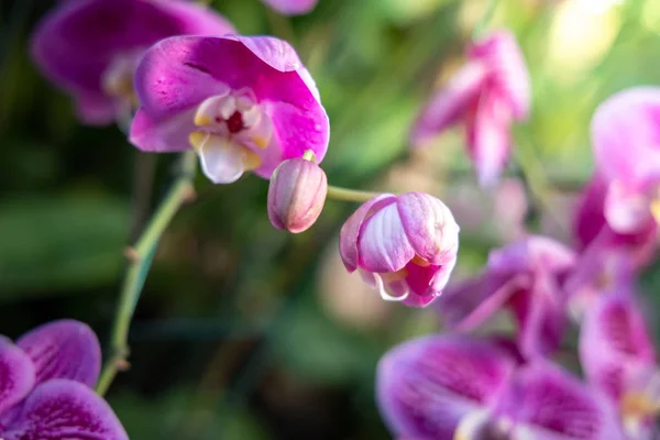 Vackra blommande orkidéer i skogen — Stockfoto