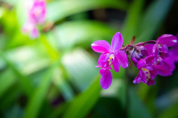 Vackra blommande orkidéer i skogen — Stockfoto
