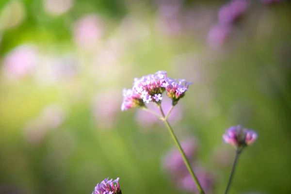 Citra latar belakang bunga-bunga berwarna-warni — Stok Foto