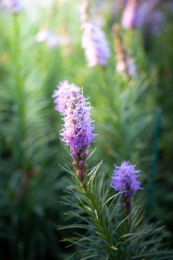 Renkli çiçeklerin arkaplan resmi