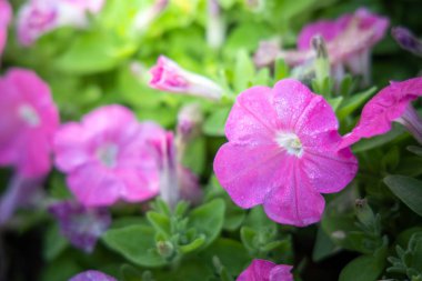 Renkli çiçeklerin arkaplan resmi