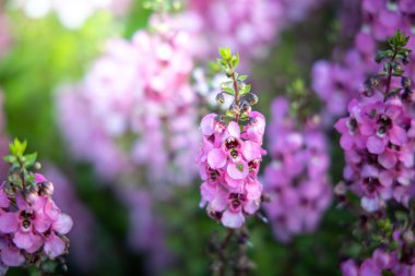 Renkli çiçeklerin arkaplan resmi