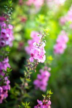 Renkli çiçeklerin arkaplan resmi