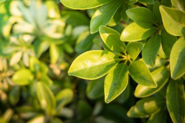 Bahçede güneş ışığı altında yeşil yaprak kapatın. Doğal backgr