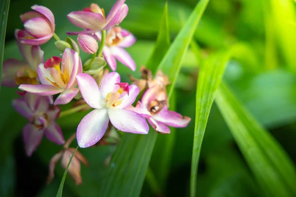 Bellissime orchidee in fiore nella foresta — Foto Stock