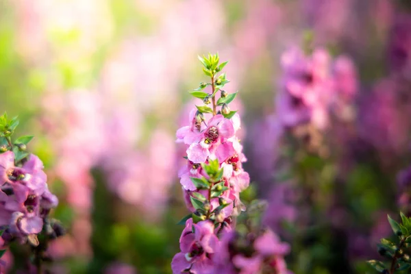 L'image de fond des fleurs colorées — Photo