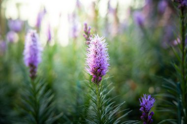 Renkli çiçeklerin arkaplan resmi