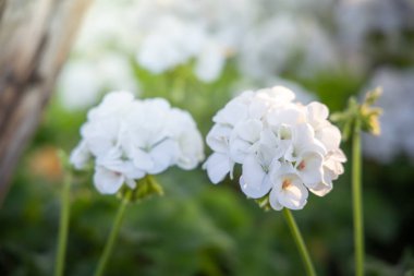 Renkli çiçeklerin arkaplan resmi