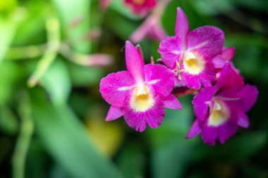 Ormandaki güzel çiçek açan orkide