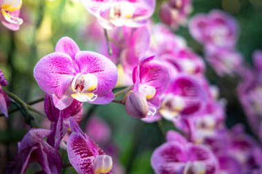 Ormandaki güzel çiçek açan orkide