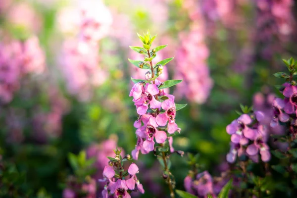 L'image de fond des fleurs colorées — Photo