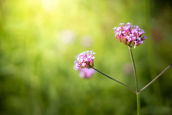 La imagen de fondo de las flores de colores — Foto de Stock