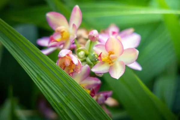 Schöne blühende Orchideen im Wald — Stockfoto