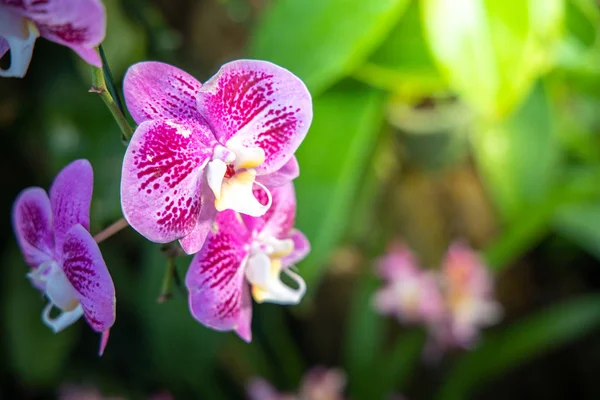 Hermosas orquídeas florecientes en el bosque — Foto de Stock