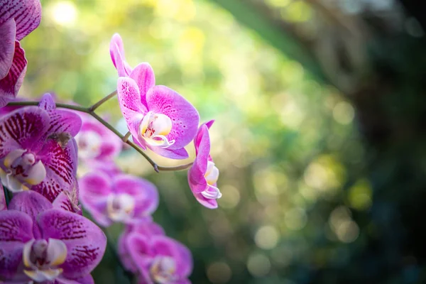 Vackra blommande orkidéer i skogen — Stockfoto