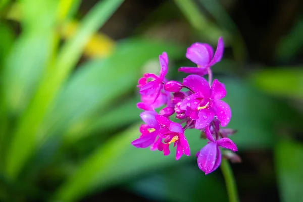 Vackra blommande orkidéer i skogen — Stockfoto