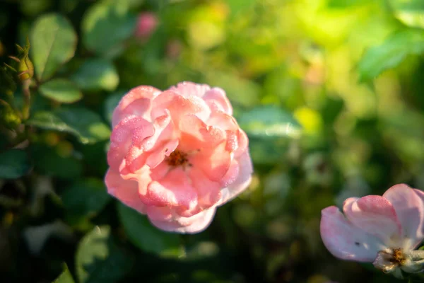 Roses in the garden — Stock Photo, Image
