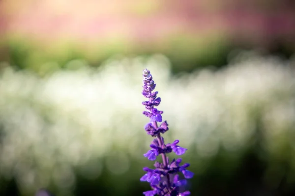 La imagen de fondo de las flores de colores — Foto de Stock