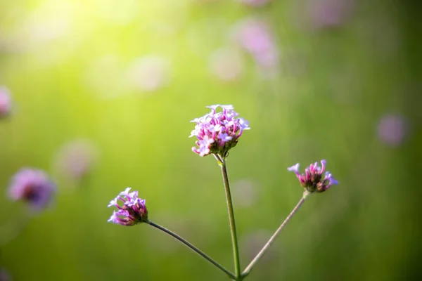 Taustakuva värikkäitä kukkia — kuvapankkivalokuva