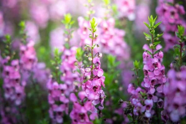 L'image de fond des fleurs colorées — Photo