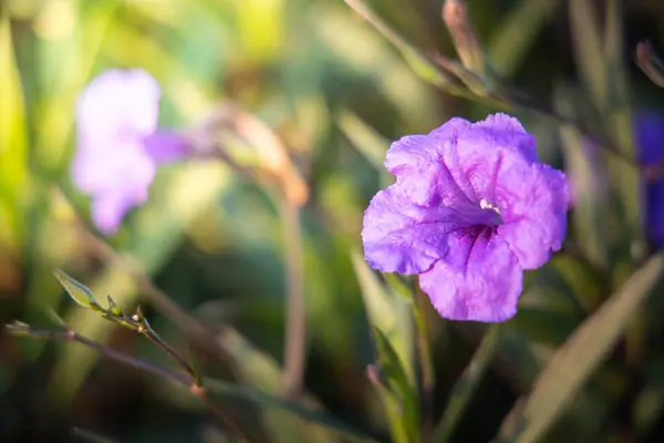 La imagen de fondo de las flores de colores —  Fotos de Stock