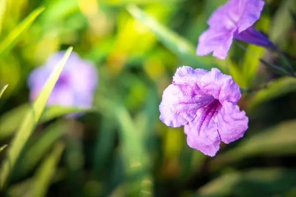 Das Hintergrundbild der bunten Blumen — Stockfoto