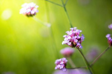 Renkli çiçeklerin arkaplan resmi