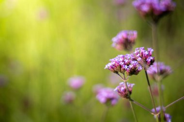 Renkli çiçeklerin arkaplan resmi