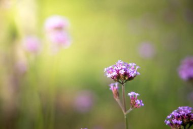 Renkli çiçeklerin arkaplan resmi