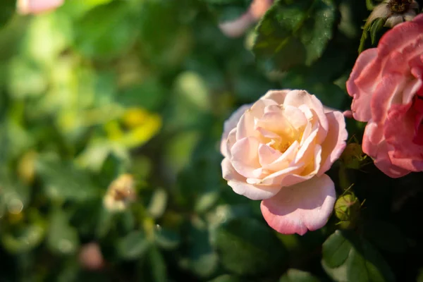 Rosas en el jardín — Foto de Stock